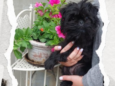 Volný poslední chlapeček Ferda:-)))